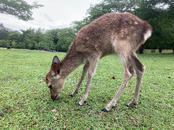 つぶら目のクロちゃん